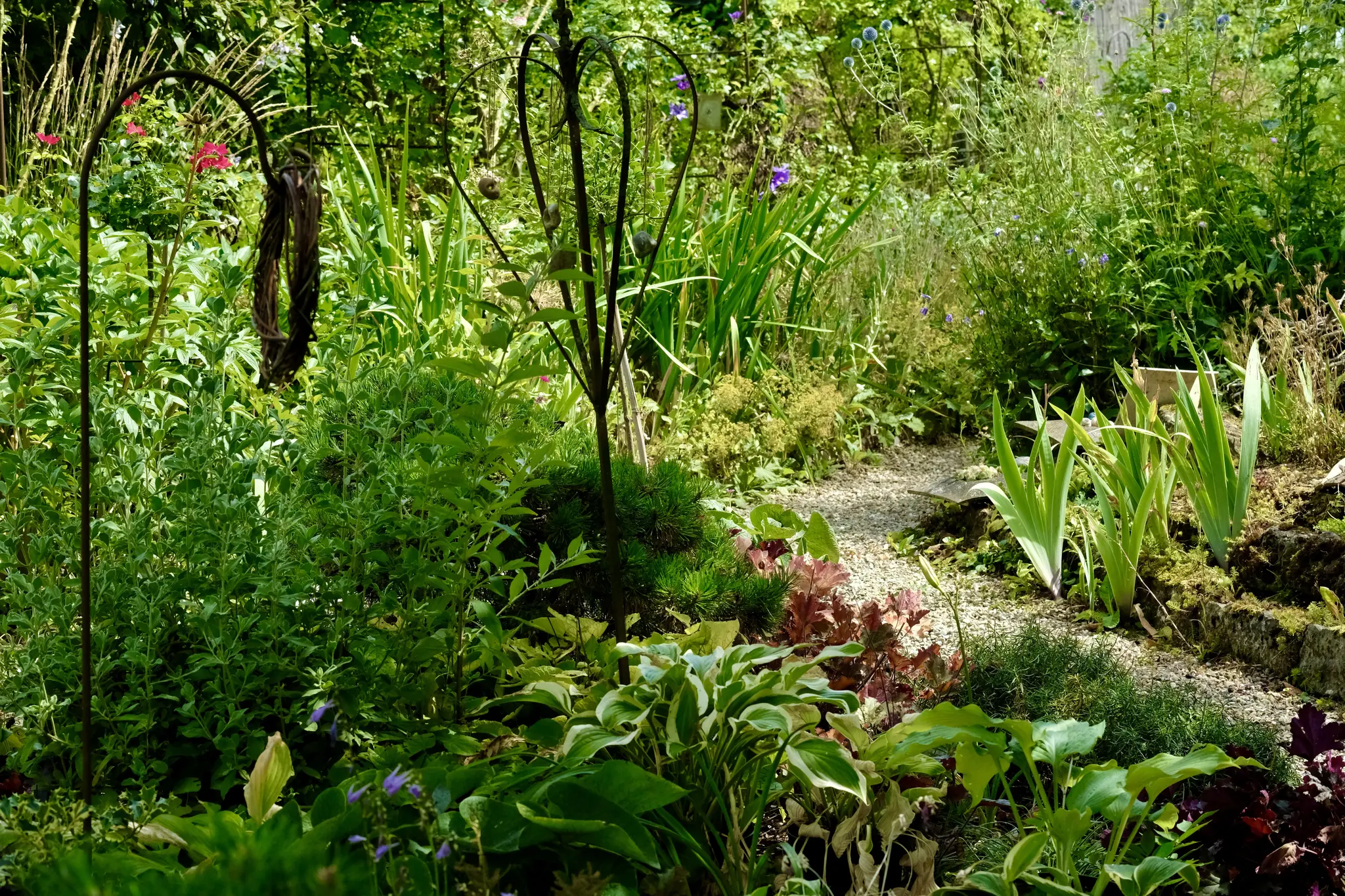 Garten im Sommer: Uschis Garten hat sich nach dem Regen erholt - Flein Garten im Sommer: Uschis Garten hat sich nach dem Regen erholt - Flein