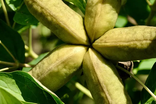 Samenstand der Strauchpäonie | Foto: ED