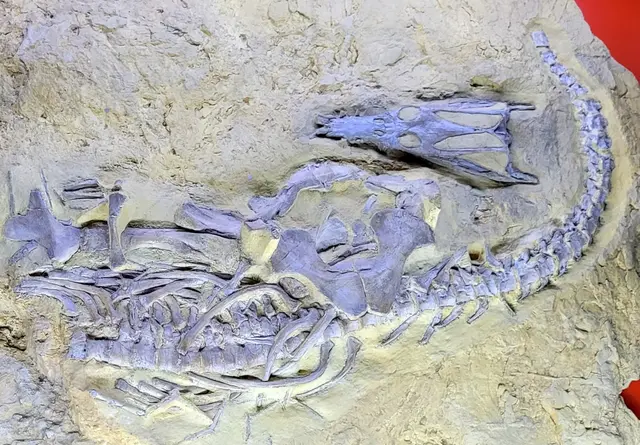 Saurierskelett | Foto: Harald Specht