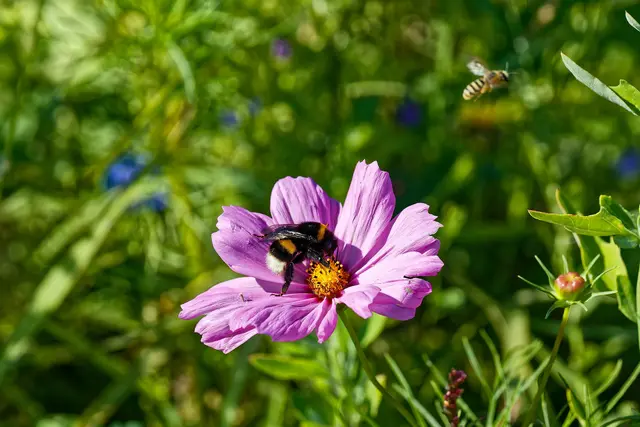 Nix wie weg von diesem dicken Rüpel! | Foto: WKY