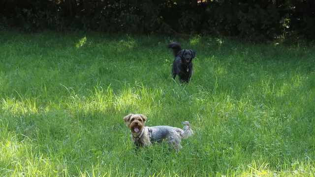 Die beiden Hunde toben ausgelassen auf der Wiese herum.  | Foto: Rainer Göser 