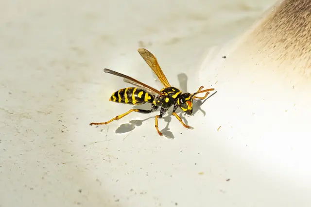 Foto: Rüdiger Reingräber