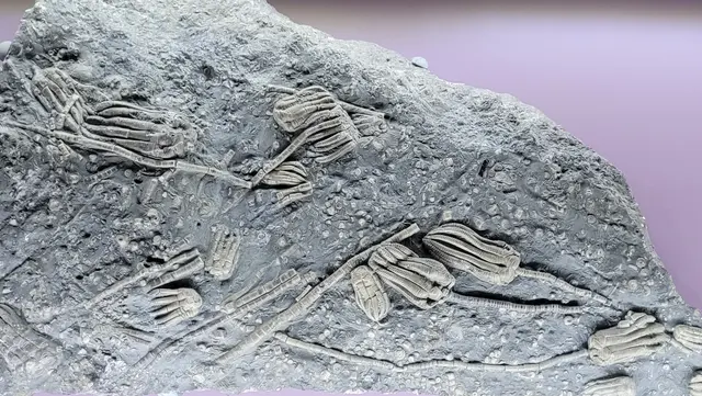 Seelilien | Foto: Harald Specht