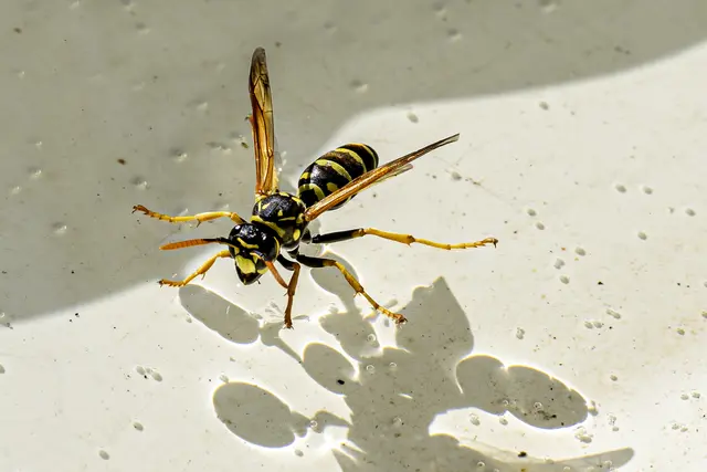 Feldwespe beim Trinken. | Foto: Rüdiger Reingräber