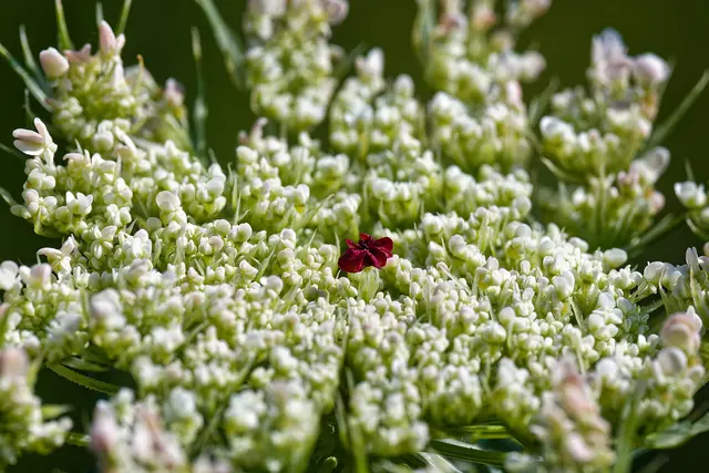 Nanu - rotes Scheininsekt?? | Foto: WKY