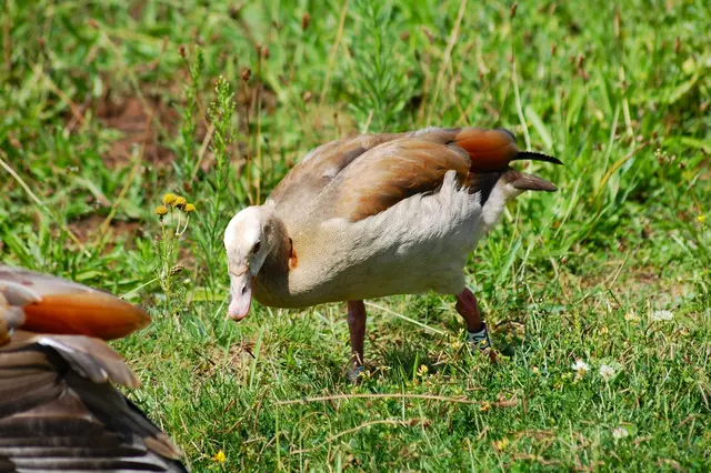 Das grosse Küken  | Foto: Heidrun Rosenberger