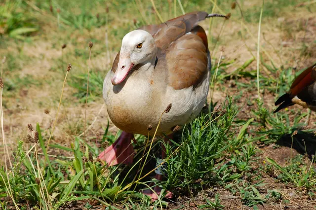 Foto: Heidrun Rosenberger