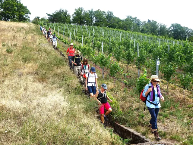 Kürzester und schnellster Abstieg über die Weinbergstaffeln hinab nach Gündelbach. | Foto: Isolde Reitz