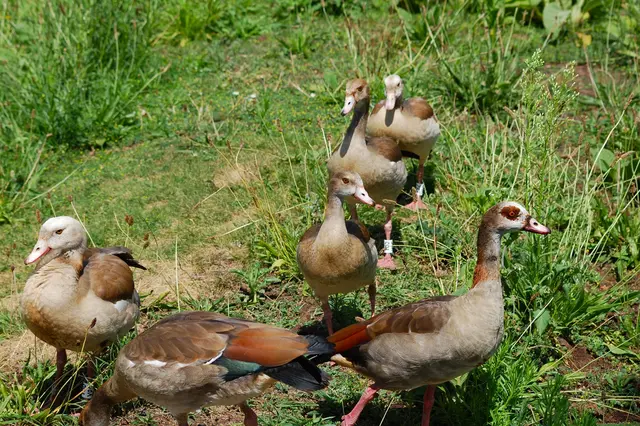 Mittig die Geschwister, das Helle am Ende des Gänsemarschs. | Foto: Heidrun Rosenberger