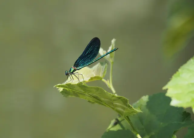 Eine wunderschöne Blauflügel-Prachtlibelle. | Foto: Rainer Göser 