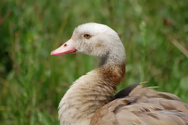 DIE EINE ERWACHSENE SCHÖNHEIT | Foto: Heidrun Rosenberger