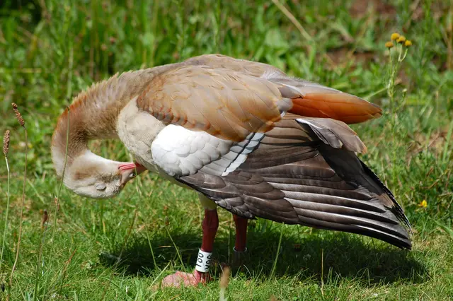 Foto: Heidrun Rosenberger