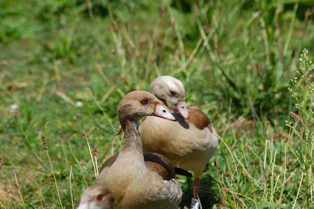 Das Dunkle und das Helle Geschwisterchen - Goldmarie und Pechmarie - so kenne ich die Geschichte noch.  | Foto: Heidrun Rosenberger