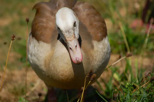 Foto: Heidrun Rosenberger