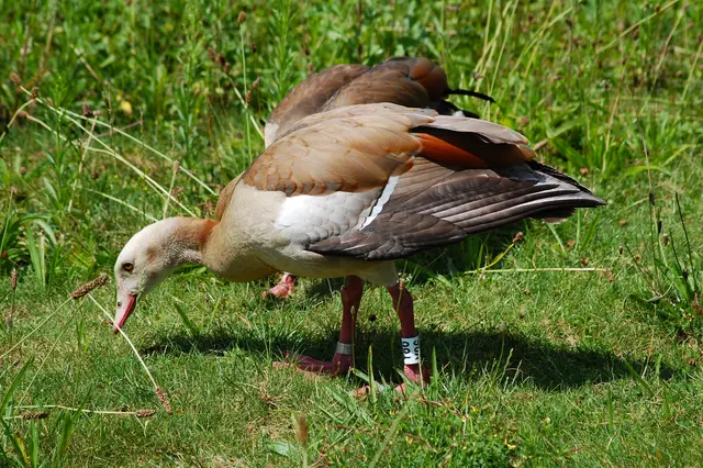 Foto: Heidrun Rosenberger