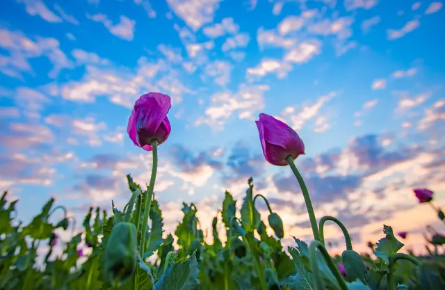 Foto: Peng Wu