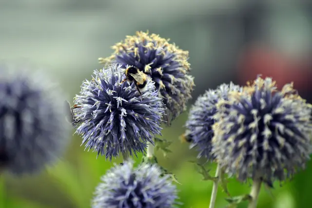 Noch ein paar Tage und die Futterquelle verblüht. | Foto: Daniela Somers