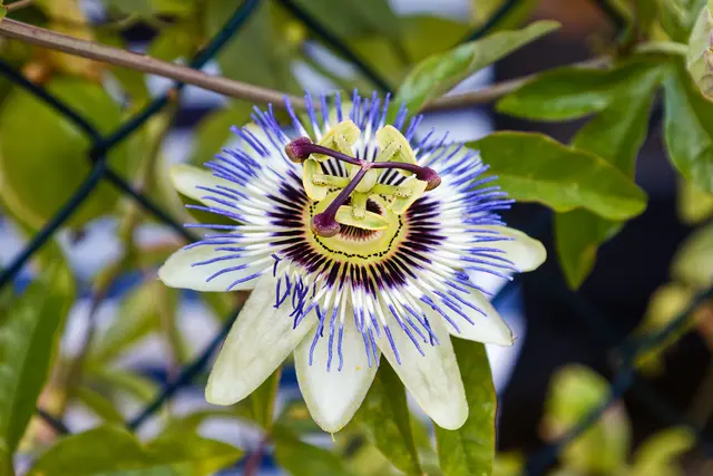 Schon bevor wir den Garten betraten ein Highlight: mehrere Meter Gartenzaun begrünt mit einer Passionsblume | Foto: WKY