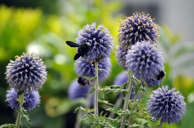 Die Blüten sind gut besucht. Ca. 20 Bienen und Hummel sind ständig an den Blüten. | Foto: Daniela Somers