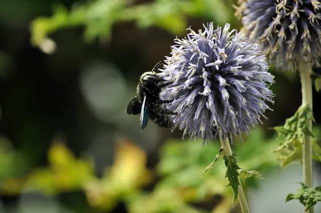 An der Kugeldistel sind alle entspannt und laufen ganz langsam die Blütenköpfe ab. | Foto: Daniela Somers