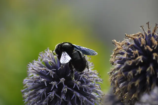 Die größte unserer heimischen Bienen. | Foto: Daniela Somers