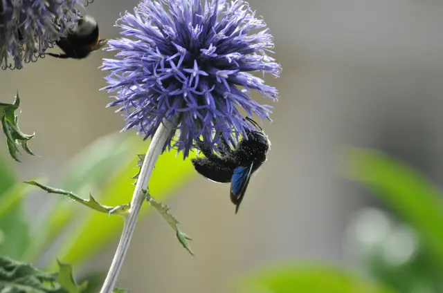 Schön wenn man nur einen Blick in den Garten machen muss um so eine schöne Vielfalt an Hummeln und Bienen zu sehen. | Foto: Daniela Somers