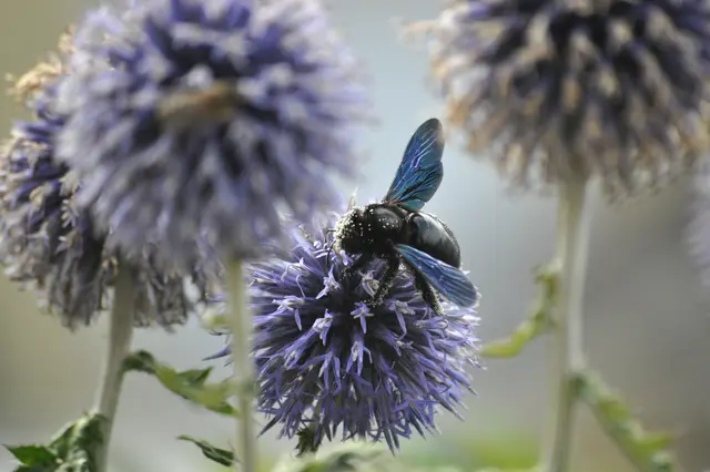 Der heutige Star ist die Holzbiene. Früh morgens kommen meist die ganz großen Hummeln. Fürs Fotoshooting haben sie sich aber dieses Mal nicht blicken lassen. | Foto: Daniela Somers