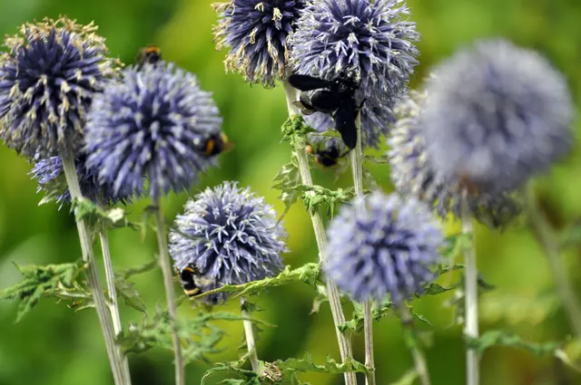 Da ist immer was los. | Foto: Daniela Somers