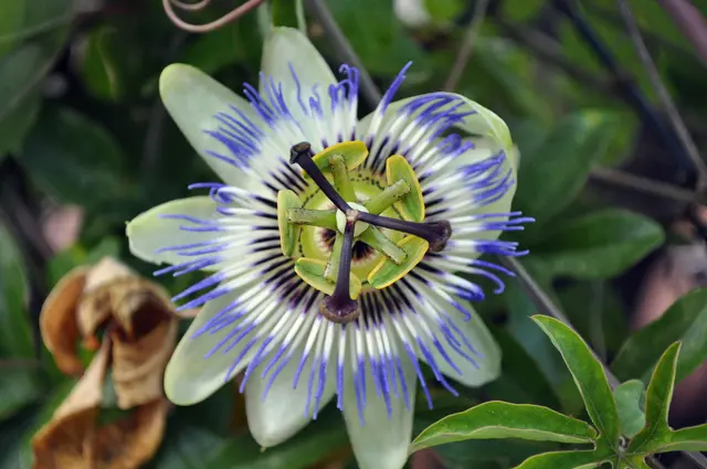 Eine außergewöhnlich schöne Blütenform. | Foto: Daniela Somers
