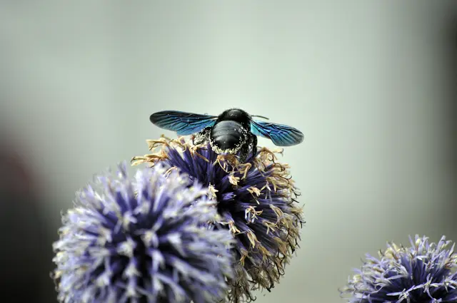 Die große schwarze Holzbiene ist zu Gast | Foto: Daniela Somers