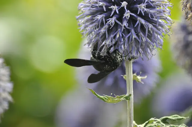 Gesprenkelt mit Blütenstaub | Foto: Daniela Somers