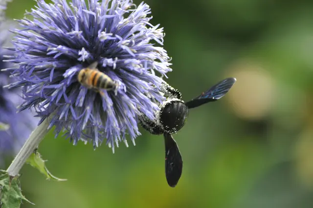 Es ist genug für alle da. Da gibt es keinen Streit. | Foto: Daniela Somers