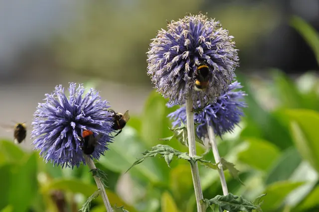 Verschiedene Hummeln kommen zur Kugeldistel. Die Hummel links im Vordergrund müsste eine Steinhummel sein. | Foto: Daniela Somers