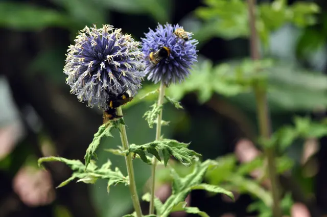 Klein und groß trifft sich hier. | Foto: Daniela Somers