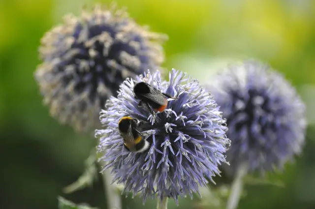 Hier sieht man nochmals deutlich die verschienen Hummeln. Unten die Erdhummel, darüber die Steinhummel. | Foto: Daniela Somers