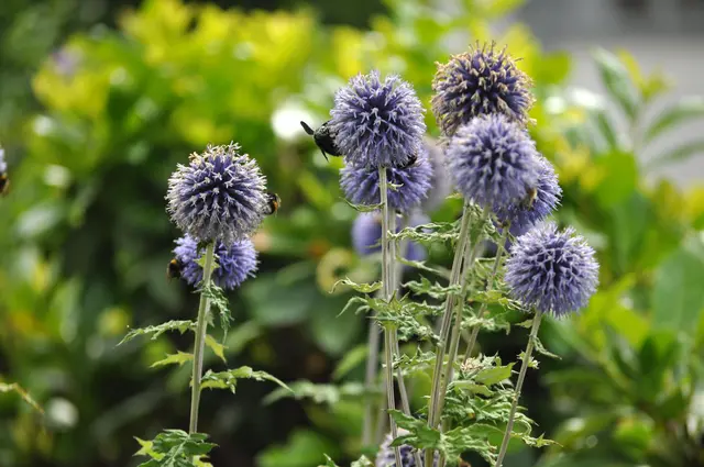 Langsam verblühen die Disteln. Bald werden sich die Bienen eine neue Futterpflanze suchen müssen. | Foto: Daniela Somers