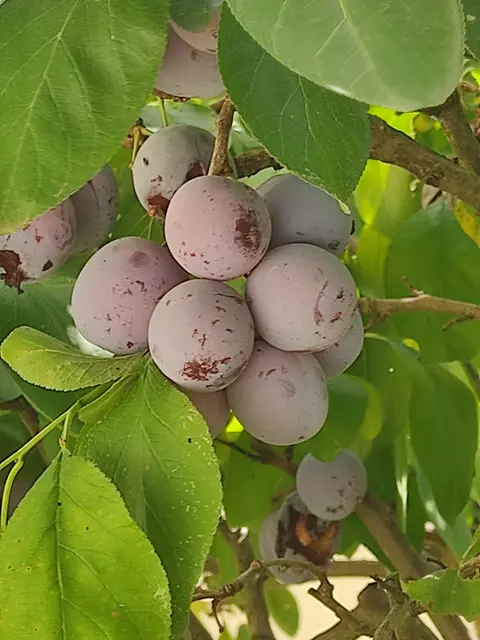 Noch immer hängt der halbe Baum voll.  | Foto: Daniela Somers