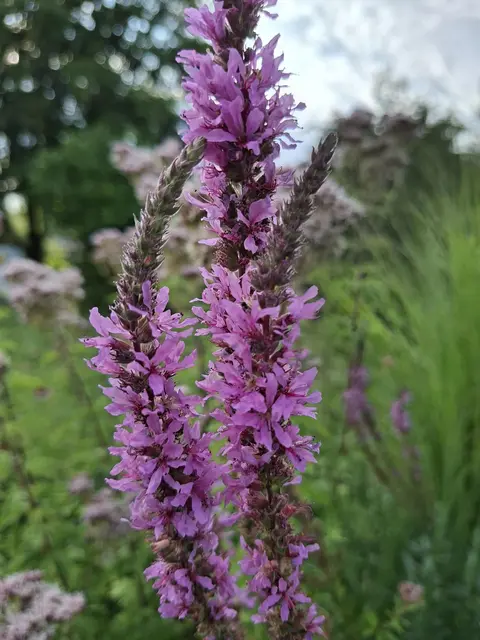 Kurparkrunde | Foto: Ralf Röser