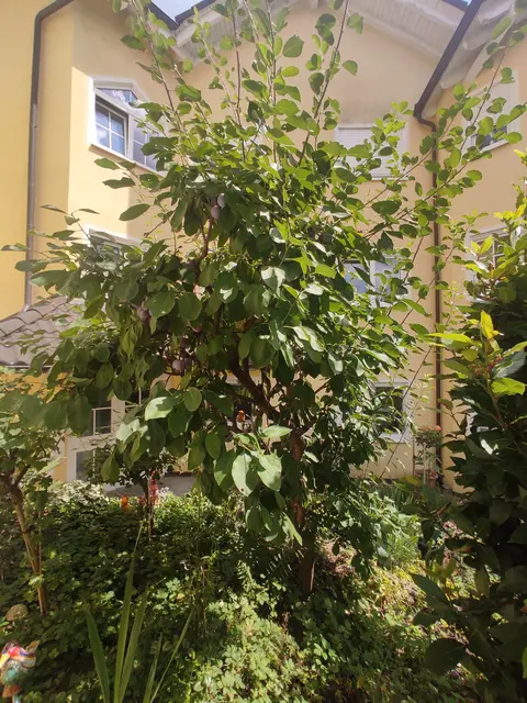 Nur so ein kleiner Baum. Aber der trägt so gut wie jedes Jahr extrem viele Früchte. | Foto: Daniela Somers