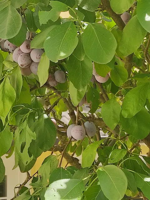 Da muss ich heute nochmals ernten. Denn so langsam haben die Wespen die Früchte auch entdeckt. | Foto: Daniela Somers