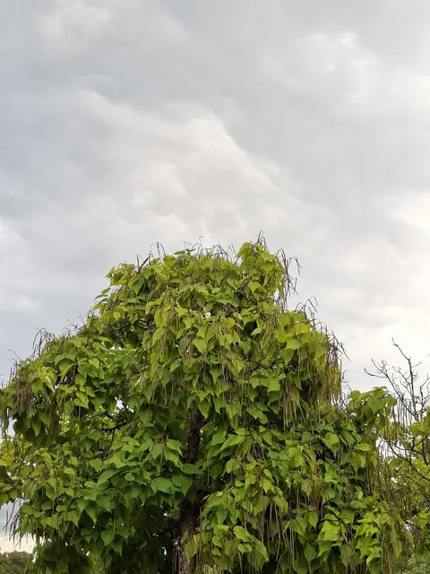 Kurparkrunde | Foto: Ralf Röser