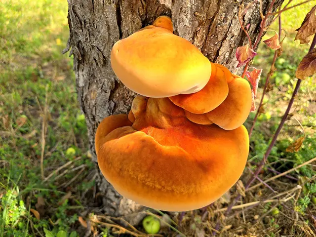 Foto: Heidrun Rosenberger