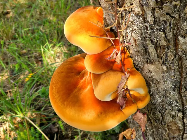 Foto: Heidrun Rosenberger