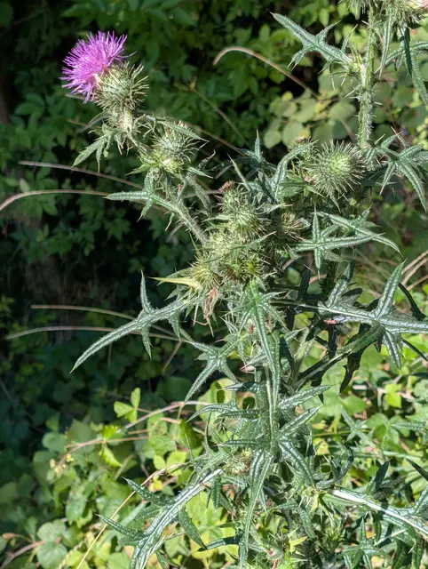 Gemeine Kratzdistel  | Foto: Eigene Aufnahme