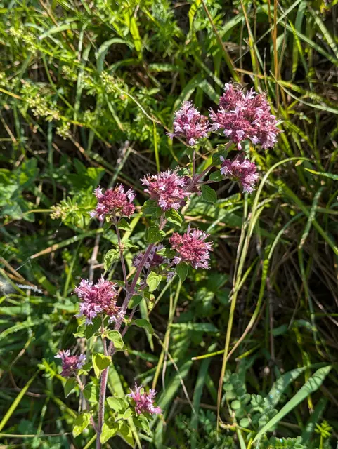 Wilder Oregano  | Foto: Eigene Aufnahme 