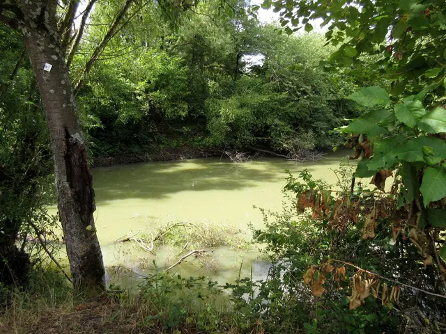 Annungsee, das Leingartener Naturdenkmal entstand durch den Abbau von Leberkies und war früher umringt von den Weinbergen (1835), für die dieser Gipsmergel abgebaut wurde. | Foto: Wandern Gaby Erich