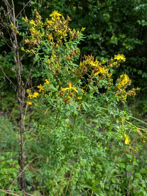 Johanniskraut  | Foto: Eigene Aufnahme