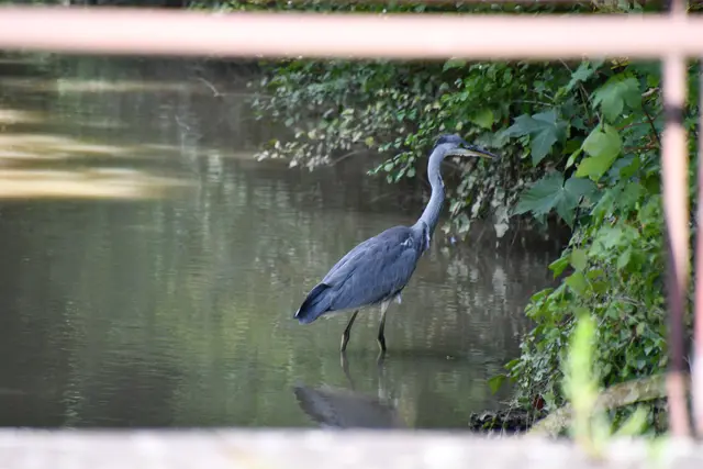 ...mit Fischreiher | Foto: JuKo