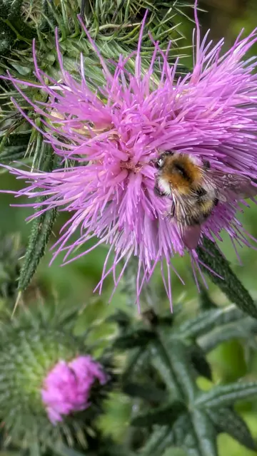 Biene auf nasser Blüte | Foto: Eigene Aufnahme 