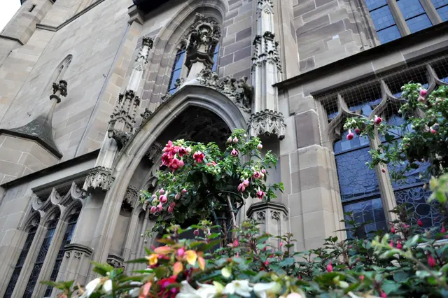 Jedes Jahr sieht man hier die Pflanztröge mit Fuchsien bepflanzt. Und das ist kein Zufall. Es geschieht zu ehren von Leonhard Fuchs, der ein Jahr hier in Heilbronn zur Schule gegangen ist. | Foto: Daniela Somers